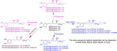 Graphical abstract: Cytochrome P450 metabolism studies of [6]-gingerol, [8]-gingerol, and [10]-gingerol by liver microsomes of humans and different species combined with expressed CYP enzymes