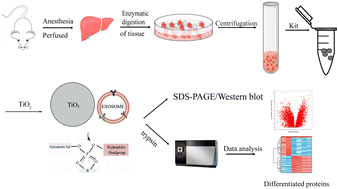 Graphical abstract: A new integrated method for tissue extracellular vesicle enrichment and proteome profiling