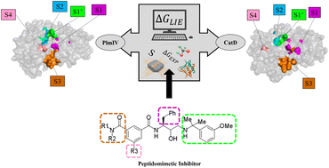 Graphical abstract: Computational insights for predicting the binding and selectivity of peptidomimetic plasmepsin IV inhibitors against cathepsin D