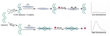 Graphical abstract: A label-free aptasensor for clenbuterol detection based on fluorescence resonance energy transfer between graphene oxide and rhodamine B