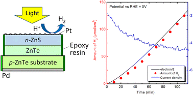 Graphical abstract: Effect of heterojunction structures on photoelectrochemical properties of ZnTe-based photocathodes for water reduction