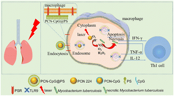 Graphical abstract: Macrophage-targeted nanoparticles mediate synergistic photodynamic therapy and immunotherapy of tuberculosis