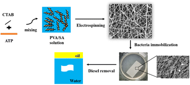 Graphical abstract: Effective diesel removal by a novel electrospun composite nanofibrous membrane with immobilized Bacillus cereus LY-1