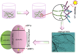 Graphical abstract: Titanium dioxide incorporated in cellulose nanofibers with enhanced UV blocking performance by eliminating ROS generation