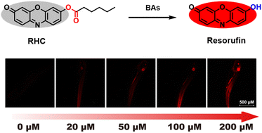 Graphical abstract: A resorufin-based fluorescence probe for visualizing biogenic amines in cells and zebrafish