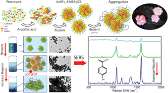 Graphical abstract: Single-step controlled synthesis of flower-like gold nanoparticles stabilized by chitosan for sensitive detection of heparin using a surface-enhanced Raman scattering method