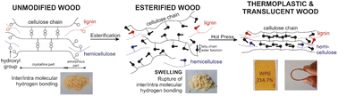 Graphical abstract: Fully wood based novel translucent and thermoplastic materials by solvent-free esterification
