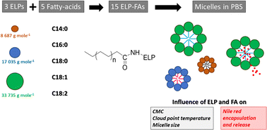 Graphical abstract: Solution behavior and encapsulation properties of fatty acid–elastin-like polypeptide conjugates