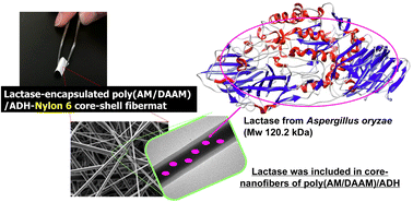 Graphical abstract: Core–shell fibremats comprising a poly(AM/DAAM)/ADH nanofibre core and nylon6 shell layer are an attractive immobilization platform for constructing immobilised enzymes