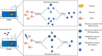 Graphical abstract: Bioaugmentation with an aerobic denitrifying bacterium with quorum quenching activity for improved nitrogen removal and reduced membrane fouling in anoxic/oxic membrane bioreactor