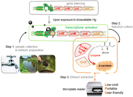 Graphical abstract: Metabolic engineering of the carotenoid biosynthetic pathway toward a specific and sensitive inorganic mercury biosensor