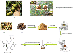 Graphical abstract: Extraction of pigments from camellia seed husks and their application on silk fabrics