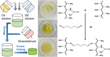 Graphical abstract: A self-indicating and antibacterial gelatine–chitosan blended hydrogel enabling real-time quality control and sustained bioactive agent delivery