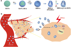 Graphical abstract: Flexible human serum albumin nanocapsules to enhance drug delivery and cellular uptake for photodynamic/chemo cancer therapy