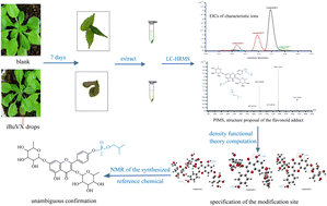 Graphical abstract: Identification of four novel flavonoid adducts in Arabidopsis thaliana (L.) exposed to isobutyl S-2-diethylaminoethyl methylphosphonothiolate as potential plant exposure biomarkers