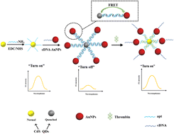 Graphical abstract: An off–on fluorescence aptasensor for trace thrombin detection based on FRET between CdS QDs and AuNPs