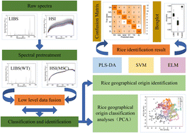 Graphical abstract: Combined laser-induced breakdown spectroscopy and hyperspectral imaging with machine learning for the classification and identification of rice geographical origin