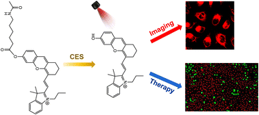 Graphical abstract: A carboxylesterase-activatable near-infrared phototheranostic probe for tumor fluorescence imaging and photodynamic therapy