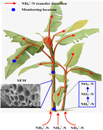 Graphical abstract: Removal of ammonia nitrogen from black and odorous water by macrophytes based on laboratory microcosm experiments