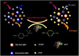 Graphical abstract: A novel and sensitive ratiometric fluorescent quantum dot-based biosensor for alkaline phosphatase detection in biological samples via the inner-filter effect