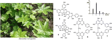 Graphical abstract: Structurally diverse biflavonoids from Dysosma versipellis and their bioactivity