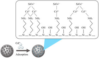 Graphical abstract: Stability of mesoporous silica using ricinoleic methyl ester as a template with the addition of HCl and application of Cd2+ adsorption optimized by Box–Behnken design