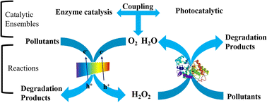 Graphical abstract: Recent advances in g-C3N4-based photo-enzyme catalysts for degrading organic pollutants