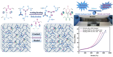 Graphical abstract: Preparation of ecofriendly water-borne polyurethane elastomer with mechanical robustness and self-healable ability based on multi-dynamic interactions