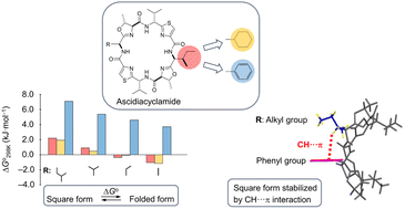 Graphical abstract: Experimental evidence for CH⋯π interaction-mediated stabilization of the square form in phenylglycine-incorporated ascidiacyclamide
