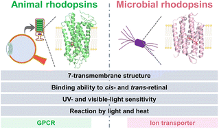 Graphical abstract: Convergent evolution of animal and microbial rhodopsins