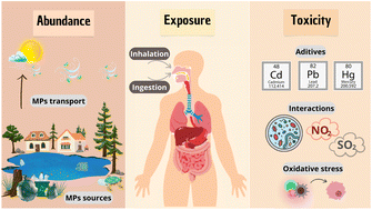 Graphical abstract: Atmospheric microplastics: exposure, toxicity, and detrimental health effects
