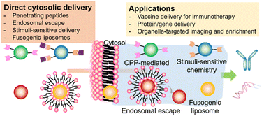 Graphical abstract: Recent progress in nanomedicine-mediated cytosolic delivery