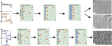 Graphical abstract: The influence of saccharin adsorption on NiFe alloy film growth mechanisms during electrodeposition