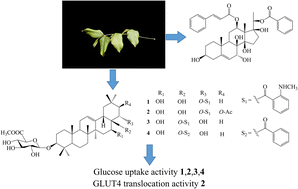 Graphical abstract: Triterpenoid saponins and C21 steroidal glycosides from Gymnema tingens and their glucose uptake activities