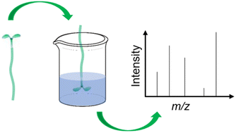 Graphical abstract: Direct surface analysis mass spectrometry uncovers the vertical distribution of cuticle-associated metabolites in plants