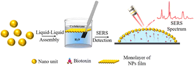 Graphical abstract: Solvent-driven biotoxin into nano-units as a versatile and sensitive SERS strategy