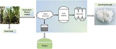 Graphical abstract: Prehydrolysis soda pulping of Enset fiber for production of dissolving grade pulp and biogas