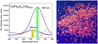 Graphical abstract: Designing red-fluorescent superparamagnetic nanoparticles by conjugation with gold clusters