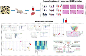 Graphical abstract: Serum metabolomics strategy for investigating the hepatotoxicity induced by different exposure times and doses of Gynura segetum (Lour.) Merr. in rats based on GC-MS