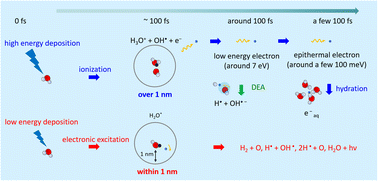 Graphical abstract: Initial yield of hydrated electron production from water radiolysis based on first-principles calculation