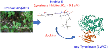 Graphical abstract: Strebluses E–H, four new stilbene-like derivatives from the stems of Streblus ilicifolius