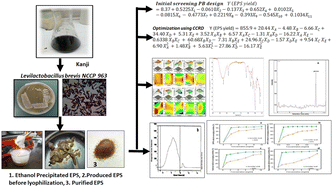 Graphical abstract: Optimization, fractional characterization, and antioxidant potential of exopolysaccharides from Levilactobacillus brevis NCCP 963 isolated from “kanji”