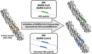 Graphical abstract: Dimerized fusion inhibitor peptides targeting the HR1–HR2 interaction of SARS-CoV-2
