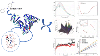 Graphical abstract: Unveiling the binding details and esterase-like activity effect of methyl yellow on human serum albumin: spectroscopic and simulation study