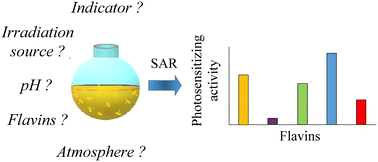 Graphical abstract: Investigating the photosensitization activities of flavins irradiated by blue LEDs