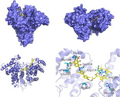 Graphical abstract: Novel albumin-binding photodynamic agent EB-Ppa for targeted fluorescent imaging guided tumour photodynamic therapy
