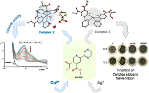Graphical abstract: Copper(ii) and silver(i) complexes with dimethyl 6-(pyrazine-2-yl)pyridine-3,4-dicarboxylate (py-2pz): the influence of the metal ion on the antimicrobial potential of the complex