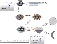 Graphical abstract: Formation mechanism of disc-shaped calcite—a case study on Arthrobacter sp. MF-2