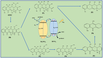 Graphical abstract: Construction of a Bi2WO6/BiVO4 photocatalytic system for efficient visible light degradation of tetracycline drugs