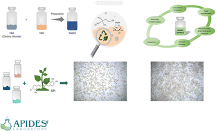 Graphical abstract: Cytotoxicity profiling of choline chloride-based natural deep eutectic solvents